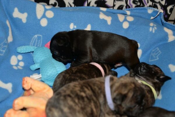 Henri Male 5 Weeks Old French Bulldog – Reservations Ongoing Now - Image 5
