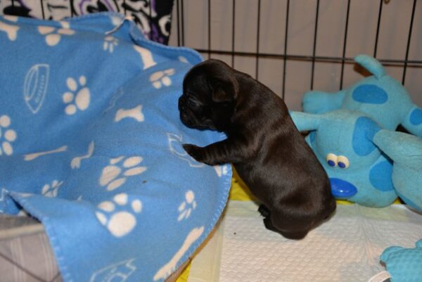 Yves Female 5 Weeks Old French Bulldog – Reserve Now - Image 3