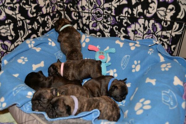 Yves Female 5 Weeks Old French Bulldog – Reserve Now - Image 5