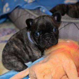 Henri Male 5 Weeks Old French Bulldog – Reservations Ongoing Now