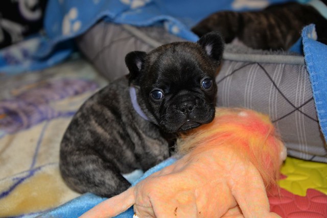 Henri male 5 weeks old French Bulldog