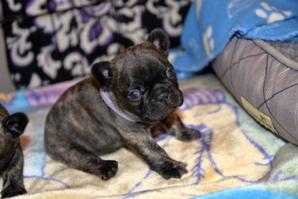 Henri Male 5 Weeks Old French Bulldog – Reservations Ongoing Now - Image 4