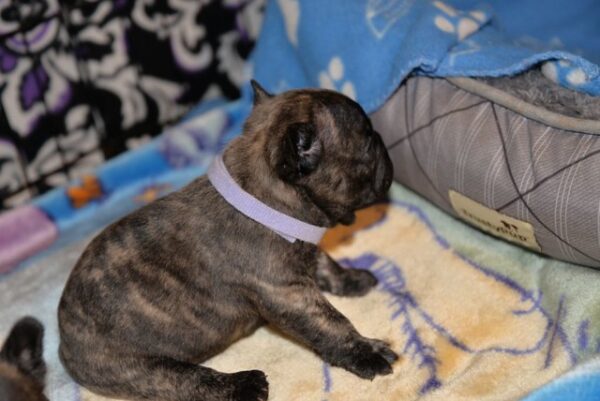 Henri Male 5 Weeks Old French Bulldog – Reservations Ongoing Now - Image 3