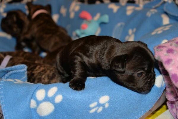 Chase Male 5 Weeks Old French Bulldog is ready for his forever home. He’s playful, healthy, and reservations are ongoing now. Don’t miss out! - Image 5