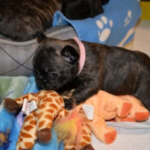 Chase Male 5 Weeks Old French Bulldog is ready for his forever home. He’s playful, healthy, and reservations are ongoing now. Don’t miss out!