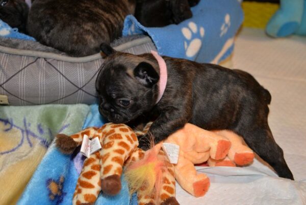 Chase Male 5 Weeks Old French Bulldog is ready for his forever home. He’s playful, healthy, and reservations are ongoing now. Don’t miss out! - Image 2