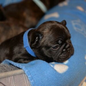 Thor Male 5 Weeks Old French Bulldog | Reserve Today