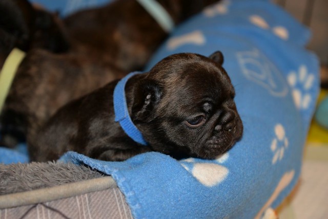 Thor Male 5 Weeks Old French Bulldog front view
