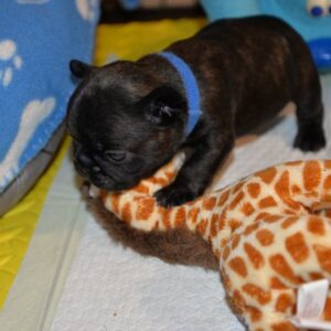 Thor Male 5 Weeks Old French Bulldog | Reserve Today