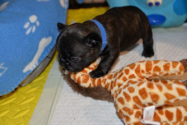 Thor Male 5 Weeks Old French Bulldog | Reserve Today - Image 2
