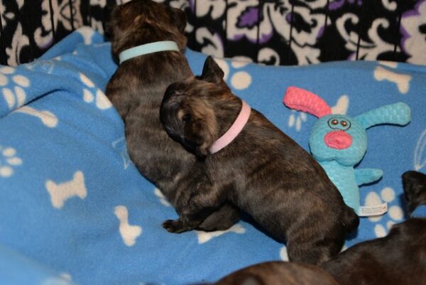 Chase Male 5 Weeks Old French Bulldog is ready for his forever home. He’s playful, healthy, and reservations are ongoing now. Don’t miss out! - Image 3