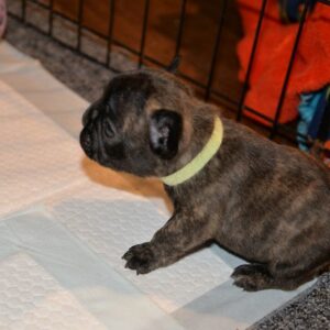 Axel Female 5 Weeks Old French Bulldog | Reserve Today