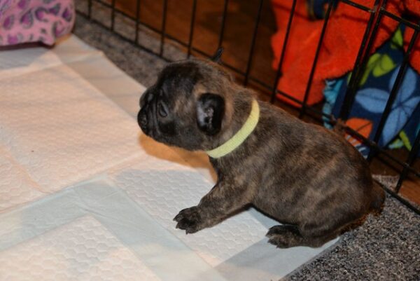 Axel Female 5 Weeks Old French Bulldog | Reserve Today - Image 2