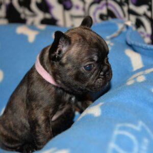 Chase Male 5 Weeks Old French Bulldog is ready for his forever home. He’s playful, healthy, and reservations are ongoing now. Don’t miss out!