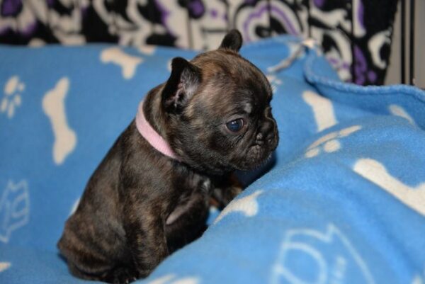 Chase Male 5 Weeks Old French Bulldog