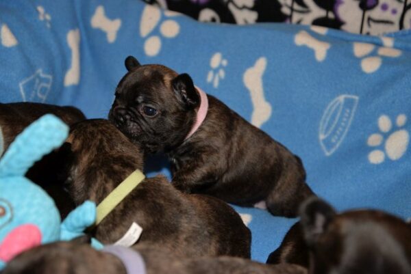 Chase Male 5 Weeks Old French Bulldog is ready for his forever home. He’s playful, healthy, and reservations are ongoing now. Don’t miss out! - Image 4