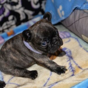 Henri Male 5 Weeks Old French Bulldog – Reservations Ongoing Now