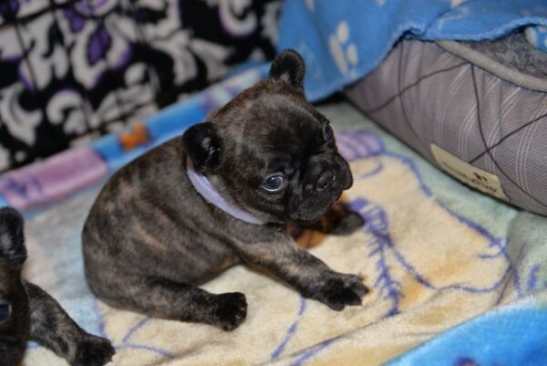 Henri Male 5 Weeks Old French Bulldog – Reservations Ongoing Now - Image 2