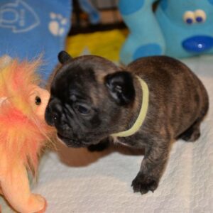 Axel Female 5 Weeks Old French Bulldog | Reserve Today