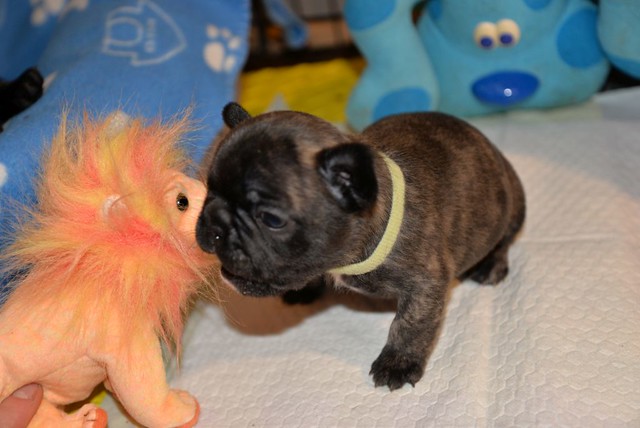 Axel Female 5 Weeks Old French Bulldog