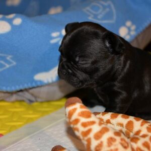 Yves Female 5 Weeks Old French Bulldog – Reserve Now