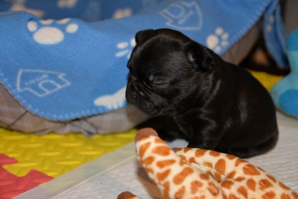 Yves Female 5 Weeks Old French Bulldog – Reserve Now - Image 2