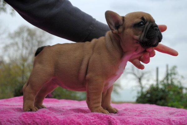 Fifi Female 14 Weeks Old French Bulldog for Sale | Healthy AKC Puppy - Image 6