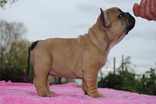 Fifi Female 14 Weeks Old French Bulldog for Sale | Healthy AKC Puppy - Image 5