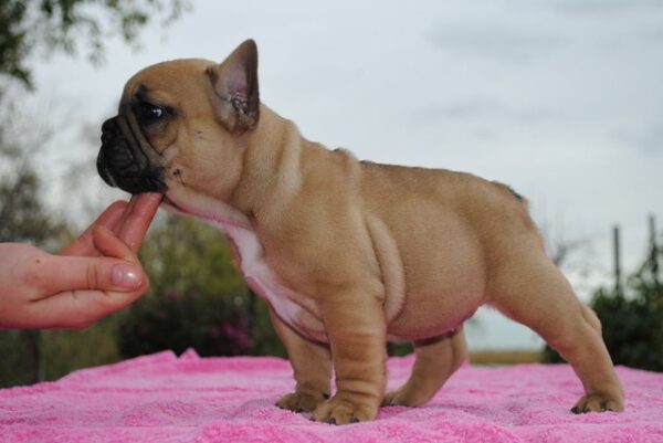 Fifi Female 14 Weeks Old French Bulldog for Sale | Healthy AKC Puppy - Image 4