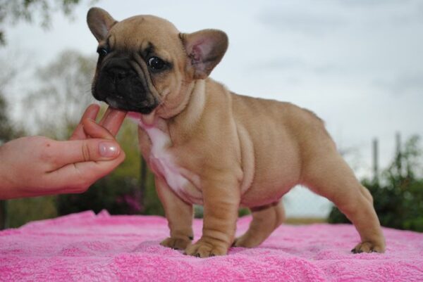 Fifi Female 14 Weeks Old French Bulldog for Sale | Healthy AKC Puppy - Image 3