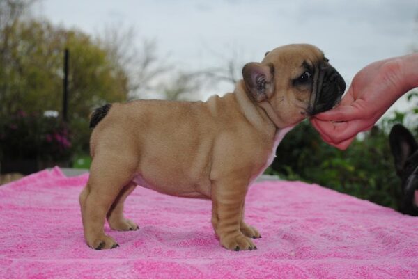 Fifi Female 14 Weeks Old French Bulldog for Sale | Healthy AKC Puppy - Image 2