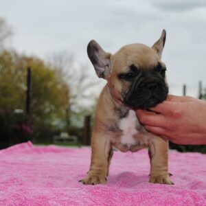 Fifi Female 14 Weeks Old French Bulldog for Sale | Healthy AKC Puppy