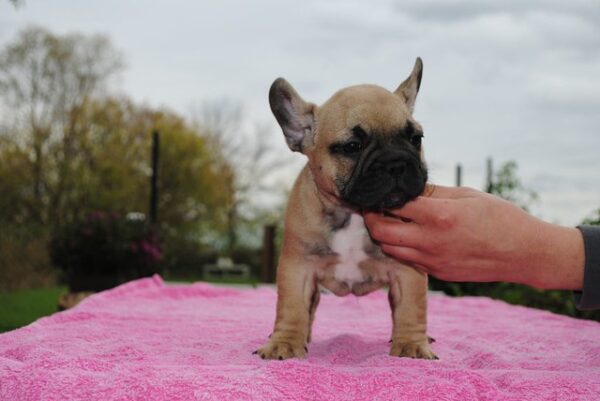 Fifi Female 14 Weeks Old French Bulldog puppy sitting on green grass