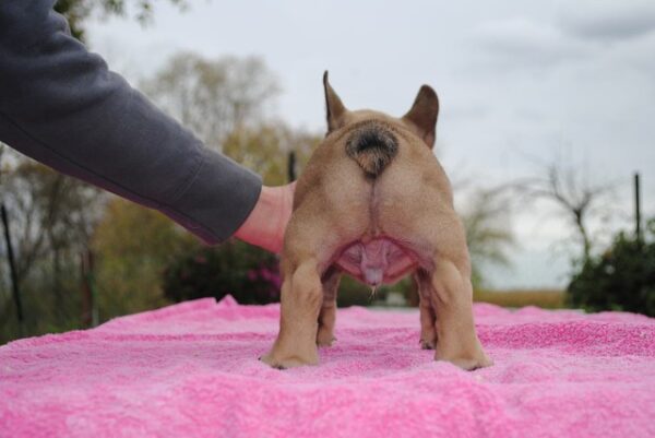 Pascal – Male 14 Weeks Old French Bulldog for Sale | Healthy & Smart Pup - Image 4