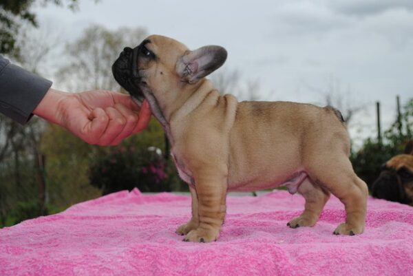 Pascal – Male 14 Weeks Old French Bulldog for Sale | Healthy & Smart Pup - Image 5