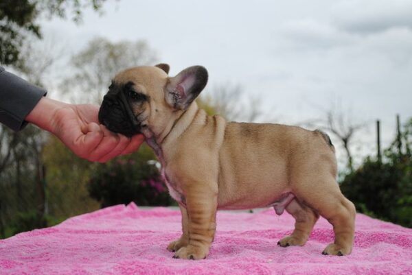 Pascal – Male 14 Weeks Old French Bulldog for Sale | Healthy & Smart Pup - Image 6