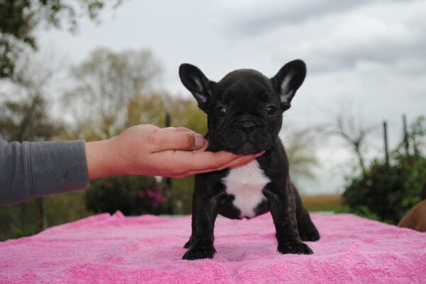 Mochi Female 14 Weeks Old French Bulldog for Sale | Healthy Pup - Image 6