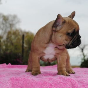 Pascal – Male 14 Weeks Old French Bulldog for Sale | Healthy & Smart Pup
