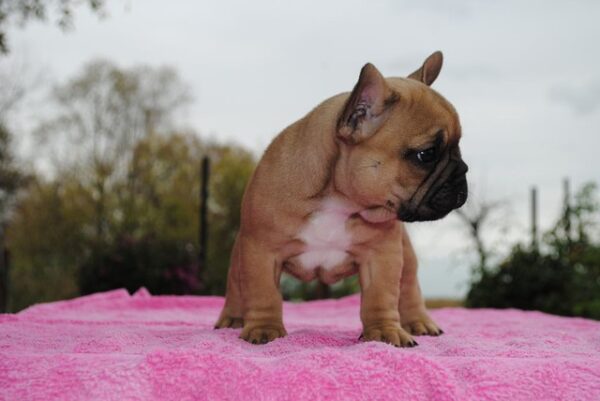 Pascal Male 14 Weeks Old French Bulldog – Healthy & Vaccinated Puppy