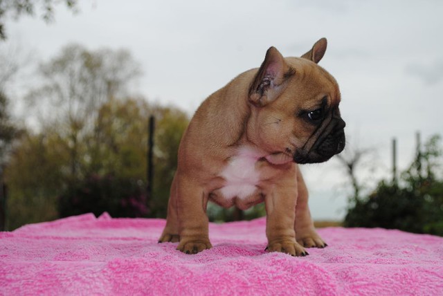 Pascal Male 14 Weeks Old French Bulldog – Healthy & Vaccinated Puppy