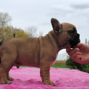 Pascal – Male 14 Weeks Old French Bulldog for Sale | Healthy & Smart Pup