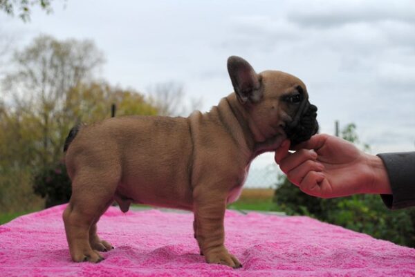 Pascal – Male 14 Weeks Old French Bulldog for Sale | Healthy & Smart Pup - Image 2
