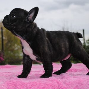 Mochi Female 14 Weeks Old French Bulldog for Sale | Healthy Pup