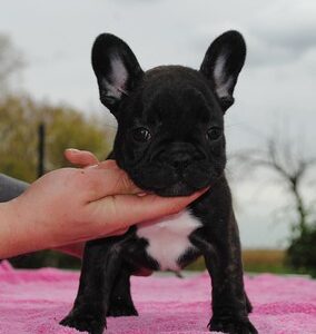 Mochi Female 14 Weeks Old French Bulldog for Sale | Healthy Pup