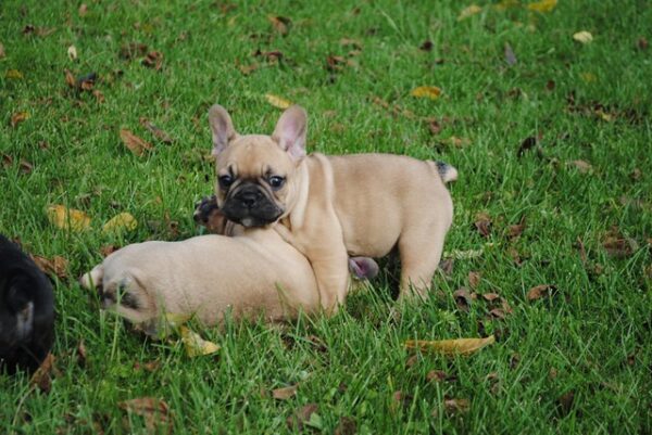 Fifi Female 14 Weeks Old French Bulldog for Sale | Healthy AKC Puppy - Image 7
