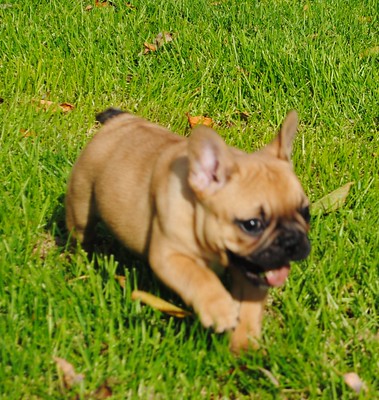 <!-- wp:heading -->
<h2 class="wp-block-heading">Temperament & Breed Characteristics in Behavior</h2>
<!-- /wp:heading -->