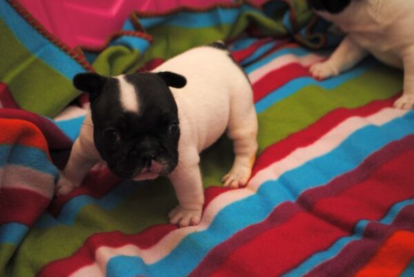 Peppy Male 14 Weeks Old French Bulldog for Sale | Playful & Healthy Puppy - Image 6