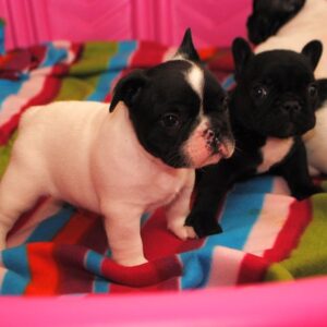 Vivi Female 10 Weeks Old French Bulldog – Healthy Puppy for Sale