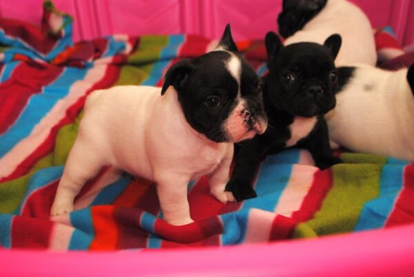 Vivi Female 10 Weeks Old French Bulldog – Healthy Puppy for Sale - Image 2