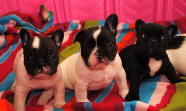 Vivi Female 10 Weeks Old French Bulldog – Healthy Puppy for Sale - Image 3